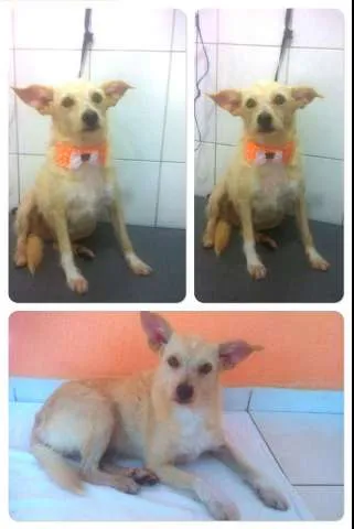 Cachorro ra a SRD idade 2 anos nome Bia
