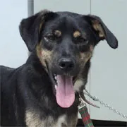 Cachorro ra a SRD idade 1 ano nome TINOCO