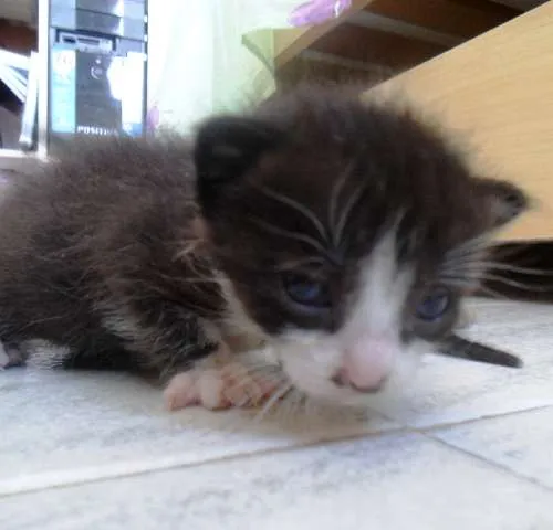 Gato ra a -- idade Abaixo de 2 meses nome --