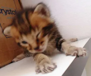 Gato raça -- idade Abaixo de 2 meses nome --