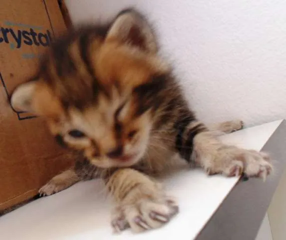 Gato ra a -- idade Abaixo de 2 meses nome --
