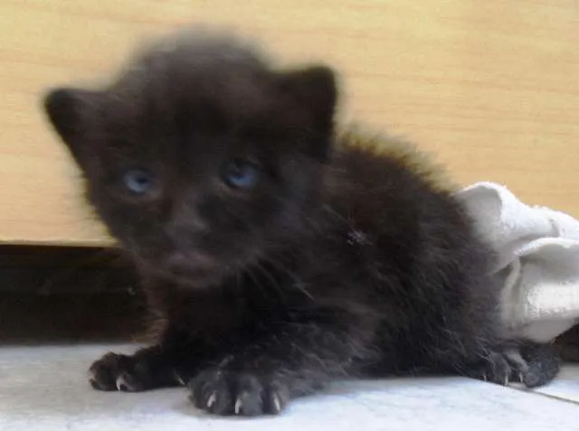 Gato ra a -- idade Abaixo de 2 meses nome --
