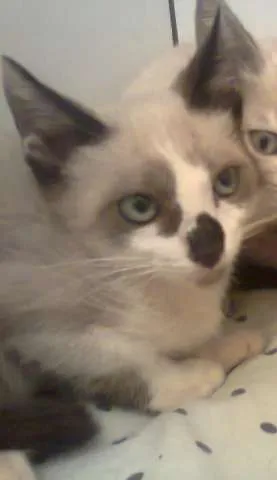 Gato ra a SRD idade Abaixo de 2 meses nome ...