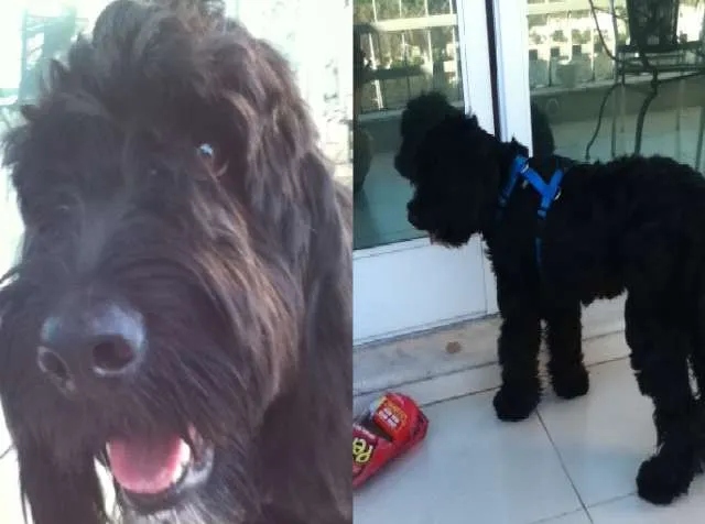 Cachorro ra a Cão d'água portugues idade 7 a 11 meses nome Obama