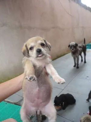 Cachorro raça SRD idade Abaixo de 2 meses nome Brenda