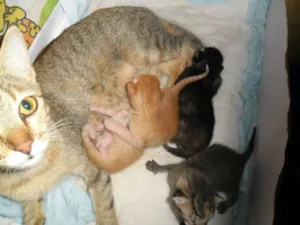 Gato raça SRD idade Abaixo de 2 meses nome Filhotes 