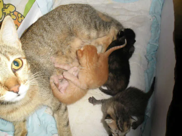 Gato ra a SRD idade Abaixo de 2 meses nome Filhotes 