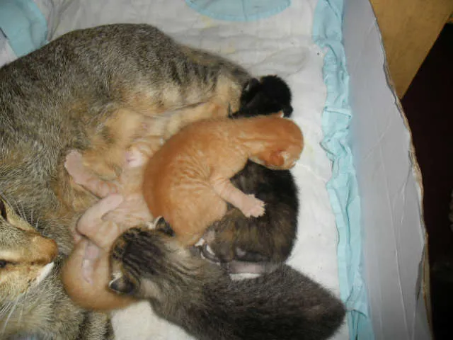 Gato ra a SRD idade Abaixo de 2 meses nome Filhotes 