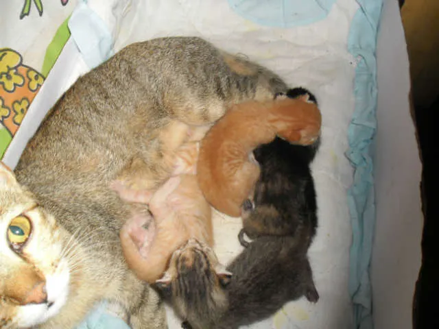 Gato ra a SRD idade Abaixo de 2 meses nome Filhotes 