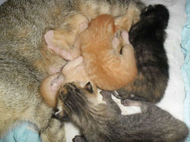 Gato ra a SRD idade Abaixo de 2 meses nome Filhotes 