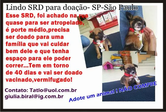Cachorro ra a SRD idade Abaixo de 2 meses nome Rabito