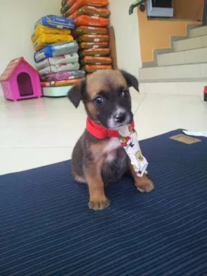 Cachorro raça SRD idade Abaixo de 2 meses nome Rabito
