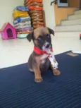 Rabito