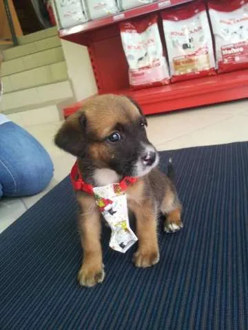 Cachorro ra a SRD idade Abaixo de 2 meses nome Rabito