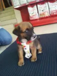 Rabito