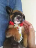 Rabito