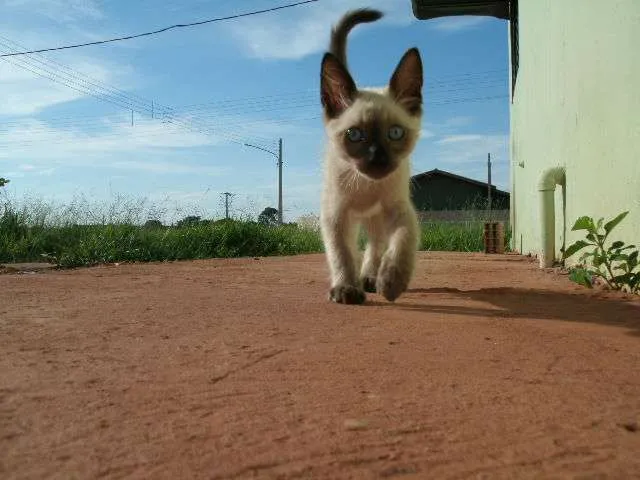 Gato ra a siamês idade Abaixo de 2 meses nome Sandy