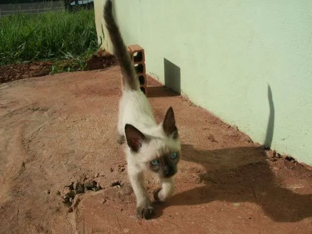 Gato ra a siamês idade Abaixo de 2 meses nome Sandy