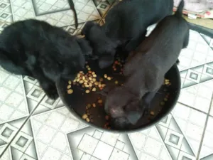 Cachorro raça Sem raça definida idade Abaixo de 2 meses nome Filhotes Abandonados