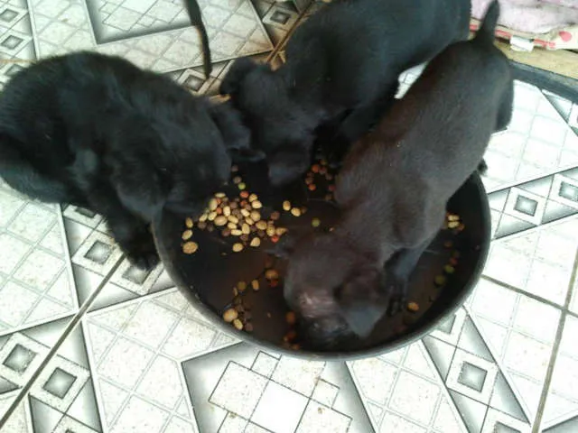 Cachorro ra a Sem raça definida idade Abaixo de 2 meses nome Filhotes Abandonados