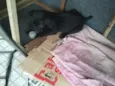 Filhotes Abandonados