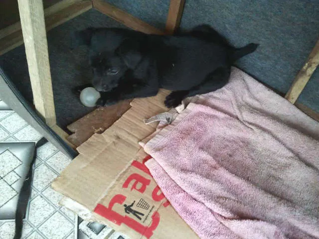 Cachorro ra a Sem raça definida idade Abaixo de 2 meses nome Filhotes Abandonados