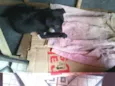 Filhotes Abandonados