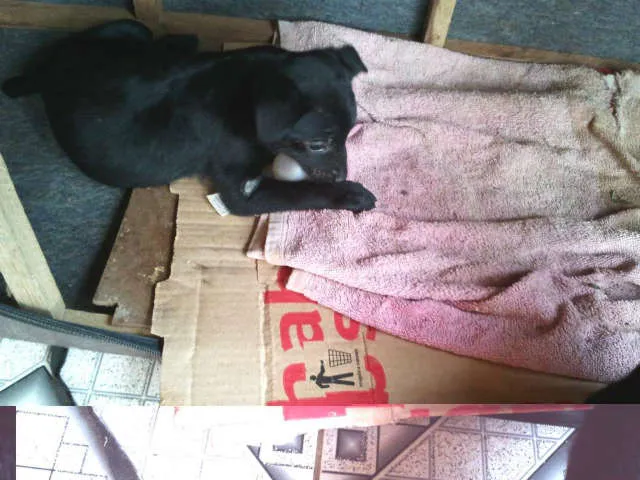 Cachorro ra a Sem raça definida idade Abaixo de 2 meses nome Filhotes Abandonados