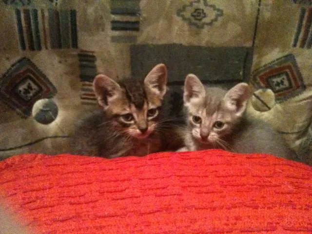 Gato ra a srd idade 2 a 6 meses nome tom