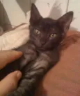 CHICO