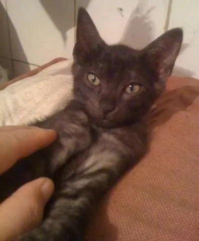 Gato ra a SRD idade 2 a 6 meses nome CHICO