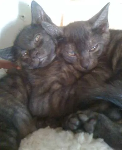 Gato ra a SRD idade 2 a 6 meses nome CHICO