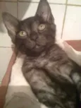 ZECA