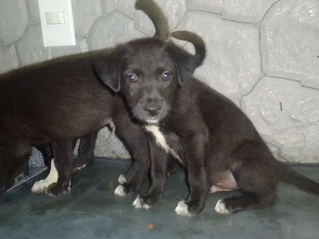 Cachorro ra a VIRA-LATINHAS idade 2 a 6 meses nome BEBEZINHOS