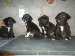 Cachorro raça VIRA-LATINHAS idade 2 a 6 meses nome BEBEZINHOS