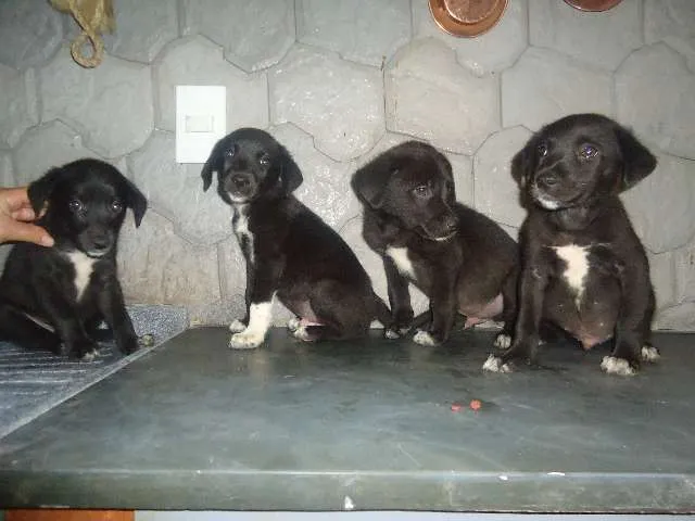 Cachorro ra a VIRA-LATINHAS idade 2 a 6 meses nome BEBEZINHOS