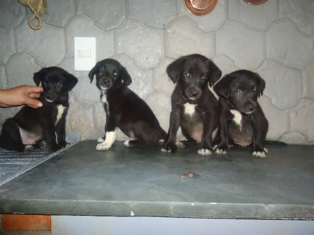 Cachorro ra a VIRA-LATINHAS idade 2 a 6 meses nome BEBEZINHOS
