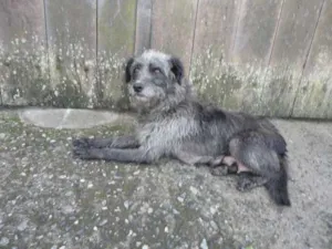 Cachorro raça SRD idade 4 anos nome Maria