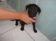 Lilica