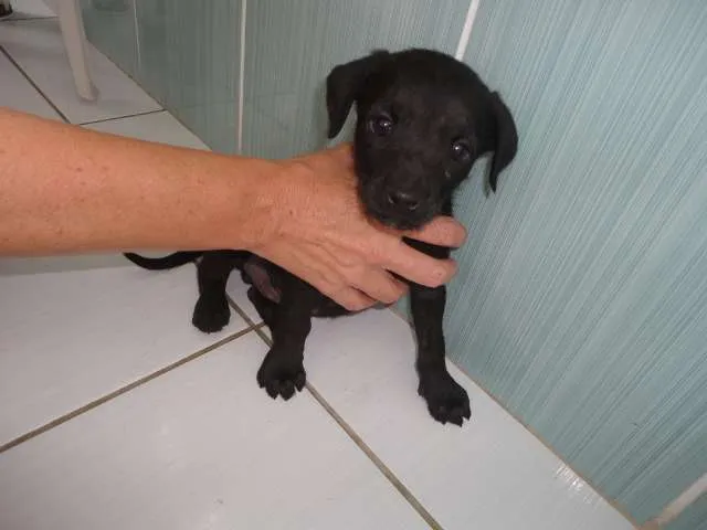 Cachorro ra a SRD idade  nome Lilica