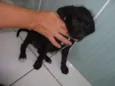Lilica