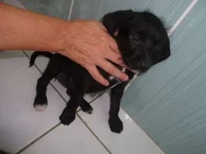 Cachorro raça SRD idade  nome Lilica