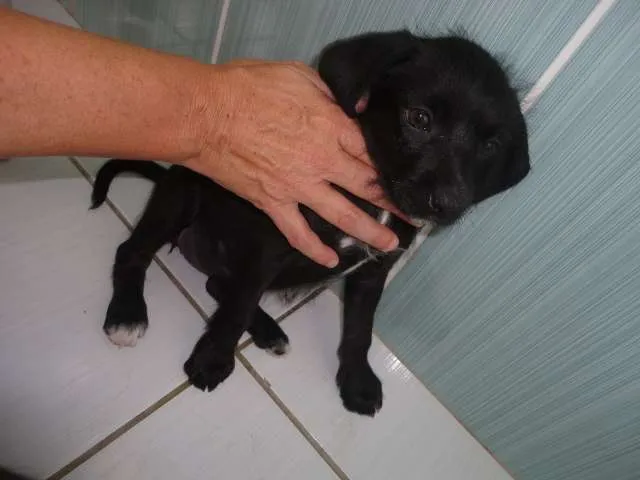 Cachorro ra a SRD idade  nome Lilica