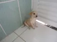 Nescau