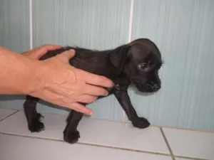 Cachorro raça SRD idade Abaixo de 2 meses nome Todynho