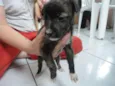 Kyara