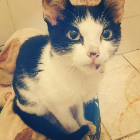 Gato raça Sem raça definida idade 2 a 6 meses nome Sem Nome