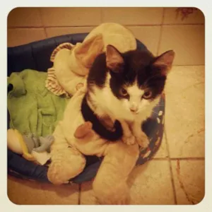 Gato raça Sem raça definida idade 2 a 6 meses nome Sem Nome
