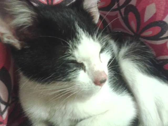 Gato raça Sem raça definida idade 2 a 6 meses nome Sem Nome