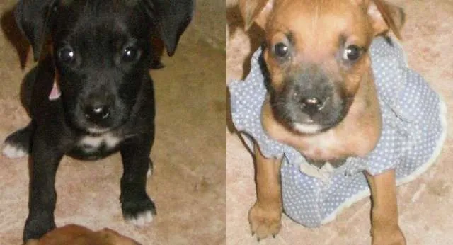 Cachorro raça raça desonhecida idade 2 a 6 meses nome princesas
